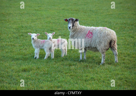 A ewe and her two lambs in a field in Nidderdale, Yorkshire Stock Photo