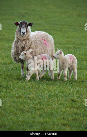 A ewe and her two lambs in a field in Nidderdale, Yorkshire Stock Photo