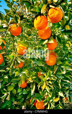 Ripe Spanish oranges growing on the tree surrounded by green leaves and with a vibrant blue sky in late spring Stock Photo