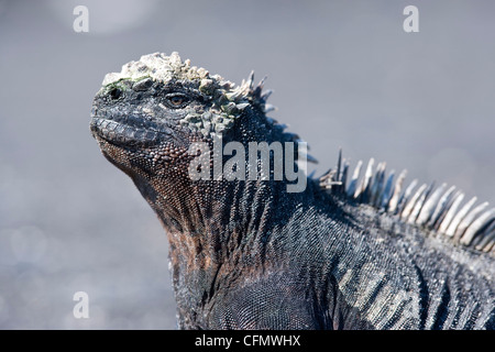 Marine Iguana, Endangered (IUCN), Punta Espinosa, Fernandina Stock ...