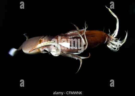 Jumbo or Humboldt squid, Dosidicus gigas, Sea of Cortez, Mexico Stock