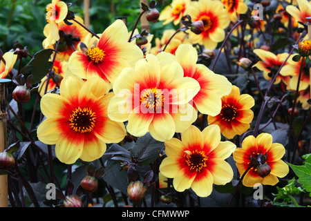 Yellow and red dahlia flowers in a garden Stock Photo