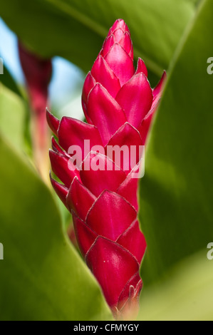 Torch ginger flower, Kauai, Hawaii Stock Photo