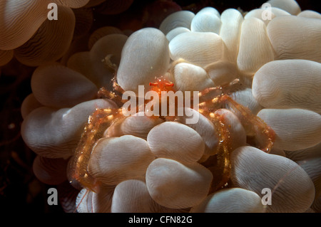 orangutan crab in bubble coral Stock Photo