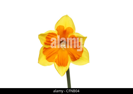 Yellow daffodil flower with a deep orange center isolated against white Stock Photo