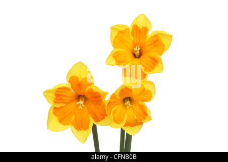 Orange centered daffodil flowers isolated against white Stock Photo