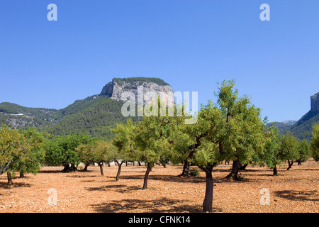 Olive trees from Majorca soil from mediterranean islands of Spain Stock Photo