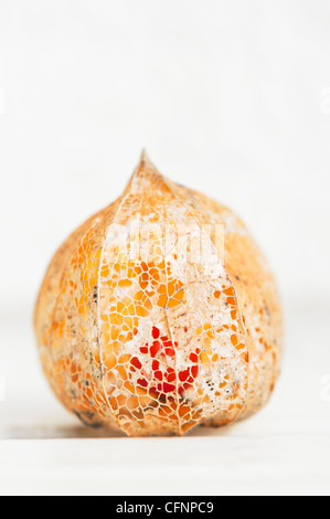 Physalis alkekengi 'Franchetii'. Chinese lantern fruit in decaying papery husk against light background Stock Photo