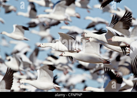 Flock of snow goose (Chen caerulescens), New Mexico, United States of America, North America Stock Photo