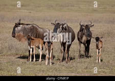Blue wildebeest (brindled gnu) (Connochaetes taurinus) cows and calves, Ngorongoro Crater, Tanzania, East Africa, Africa Stock Photo