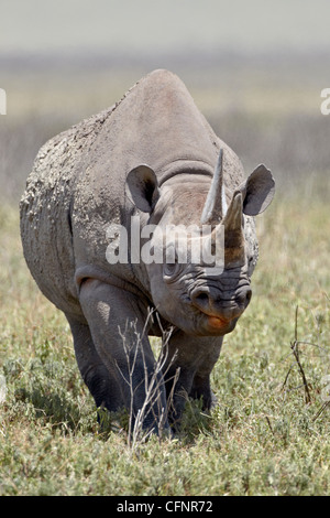 Black rhinoceros (hook-lipped rhinoceros) (Diceros bicornis), Ngorongoro Crater, Tanzania, East Africa, Africa Stock Photo