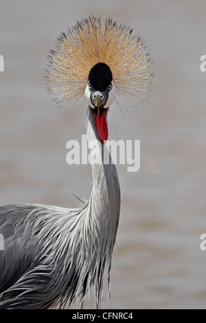 Grey crowned crane (Southern crowned crane) (Balearica regulorum), Serengeti National Park, Tanzania, East Africa, Africa Stock Photo