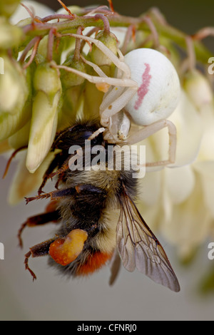 Female goldenrod spider (Misumena vatia), Alberta, Canada, North America Stock Photo