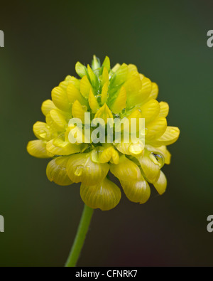 Hop clover (Trifolium aureum), Idaho, United States of America, North America Stock Photo