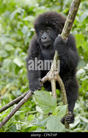 Infant mountain gorilla (Gorilla gorilla beringei), Volcanoes National Park, Rwanda, Africa Stock Photo