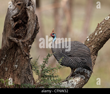 Helmeted guineafowl (Numida meleagris) in a tree, Serengeti National Park, Tanzania, East Africa, Africa Stock Photo