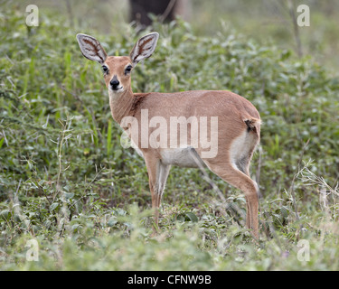 Female steenbok (Raphicerus campestris), Serengeti National Park, Tanzania, East Africa, Africa Stock Photo