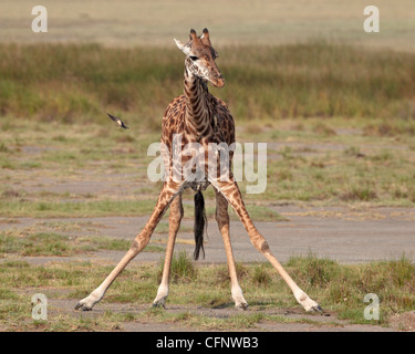 Masai giraffe (Giraffa camelopardalis tippelskirchi) drinking, Serengeti National Park, Tanzania, East Africa, Africa Stock Photo