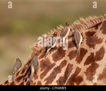 Several yellow-billed oxpecker (Buphagus africanus), Serengeti National Park, Tanzania, East Africa, Africa