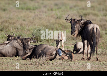 Blue wildebeest (brindled gnu) (Connochaetes taurinus) giving birth, Serengeti National Park, Tanzania, East Africa, Africa Stock Photo