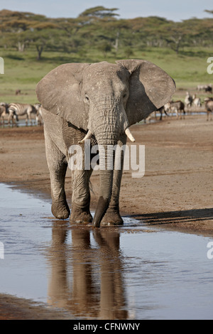 African elephant (Loxodonta africana) standing in a small stream, Serengeti National Park, Tanzania, East Africa, Africa Stock Photo