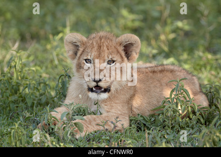 Young lion (Panthera leo) cub, Serengeti National Park, Tanzania, East Africa, Africa Stock Photo