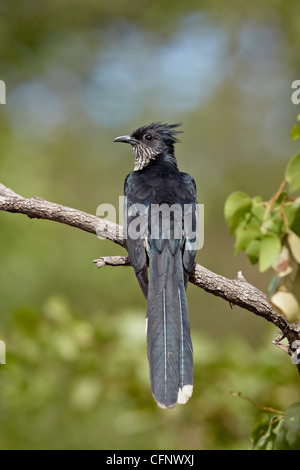 Levaillant's cuckoo (Le Vaillant's cuckoo) (striped cuckoo) (Clamator levaillantii), Kruger National Park, South Africa, Africa Stock Photo