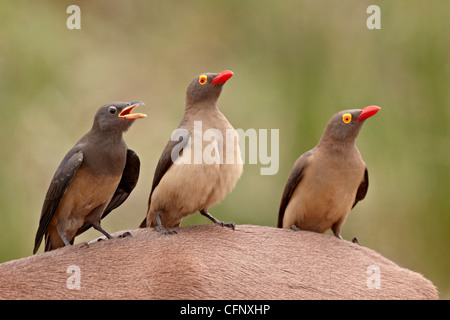 Two adult and an immature red-billed oxpecker (Buphagus erythrorhynchus), Kruger National Park, South Africa, Africa Stock Photo