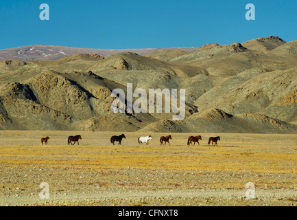 a group of wild horses in the beautiful range country of the Altai Region of Bayan-Ölgii in Western Mongolia Stock Photo