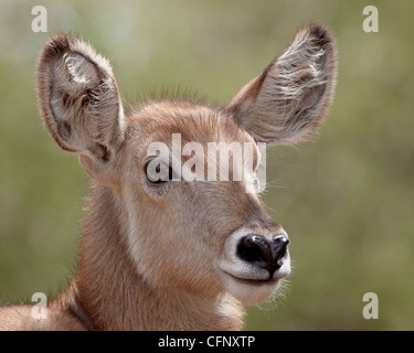 Young common waterbuck (Ellipsen waterbuck) (Kobus ellipsiprymnus ellipsiprymnus), Kruger National Park, South Africa, Africa Stock Photo