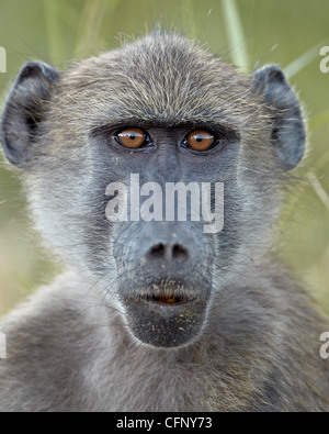 Young Chacma baboon (Papio ursinus), Kruger National Park, South Africa, Africa Stock Photo