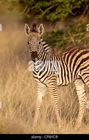 Chapman's zebra (plains zebra) (Equus burchelli antiquorum) foal, Kruger National Park, South Africa, Africa Stock Photo