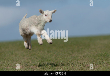 Lamb in field Stock Photo