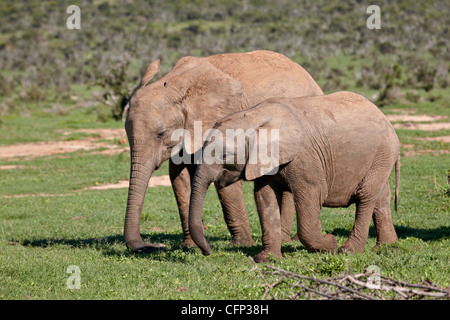 Two young African elephant (Loxodonta africana) tail, Addo Elephant National Park, South Africa, Africa Stock Photo