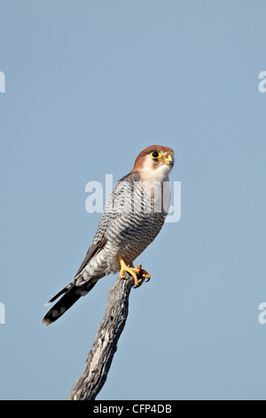 Red-necked falcon (red-headed merlin), Kalahari Gemsbok National Park, South Africa, Africa Stock Photo