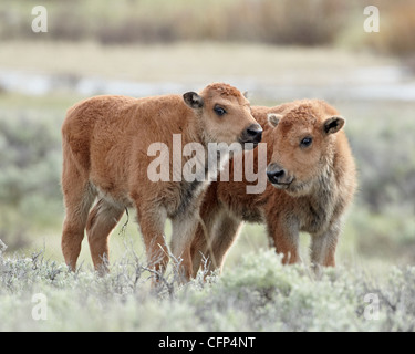 Two bison (Bison bison) calves, Wyoming, United States of America, North America Stock Photo