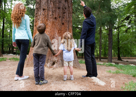Family standing together at base of tree, rear view