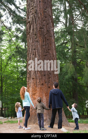 Family standing together at base of tall tree, rear view Stock Photo