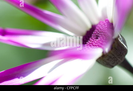 senetti flower in english garden Stock Photo