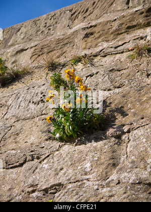 Erysimum (wallflower) growing in a crack in a south facing stone wall in North Yorkshire Stock Photo