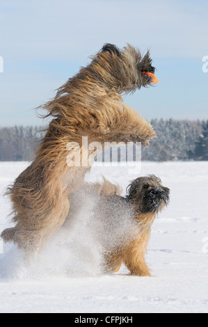 Berger de Brie (Briard) dogs in snow catching a frisbee Stock Photo