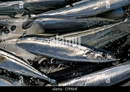 Tsukiji Central Fish Market, Tokyo, Japan Stock Photo