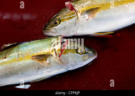 Tsukiji Central Fish Market, Tokyo, Japan Stock Photo