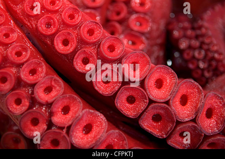 Octopus Tentacles, Tsukiji Central Fish Market, Tokyo, Japan Stock Photo