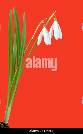 Pair of Snowdrop Flowers Isolated on Red Background Stock Photo