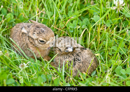 Hare Brown Lepus europaeus, leverets hiding in grass. UK. (captive) Stock Photo