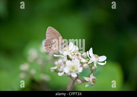 Male Ringlet, Aphantopus hyperantus, butterfly, feeding on a bramble flower. Berkshire UK. Stock Photo