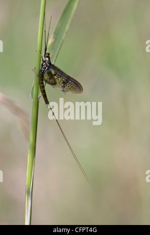 Mayfly, Ephemera vulgata, resting on grass stem. Oxfordshire, UK Stock Photo