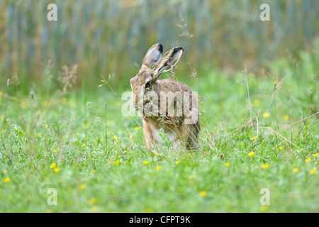 European or Brown Hare, Lepus europaeus in field margin of crop field, grooming Oxfordshire, UK Stock Photo