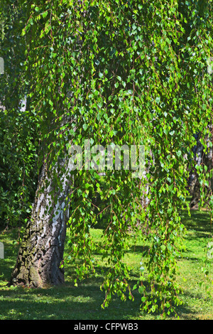 birch trees in a bright spring green Stock Photo